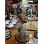Old Stuffed Pheasant in large glass dome 80cm high x 35cm