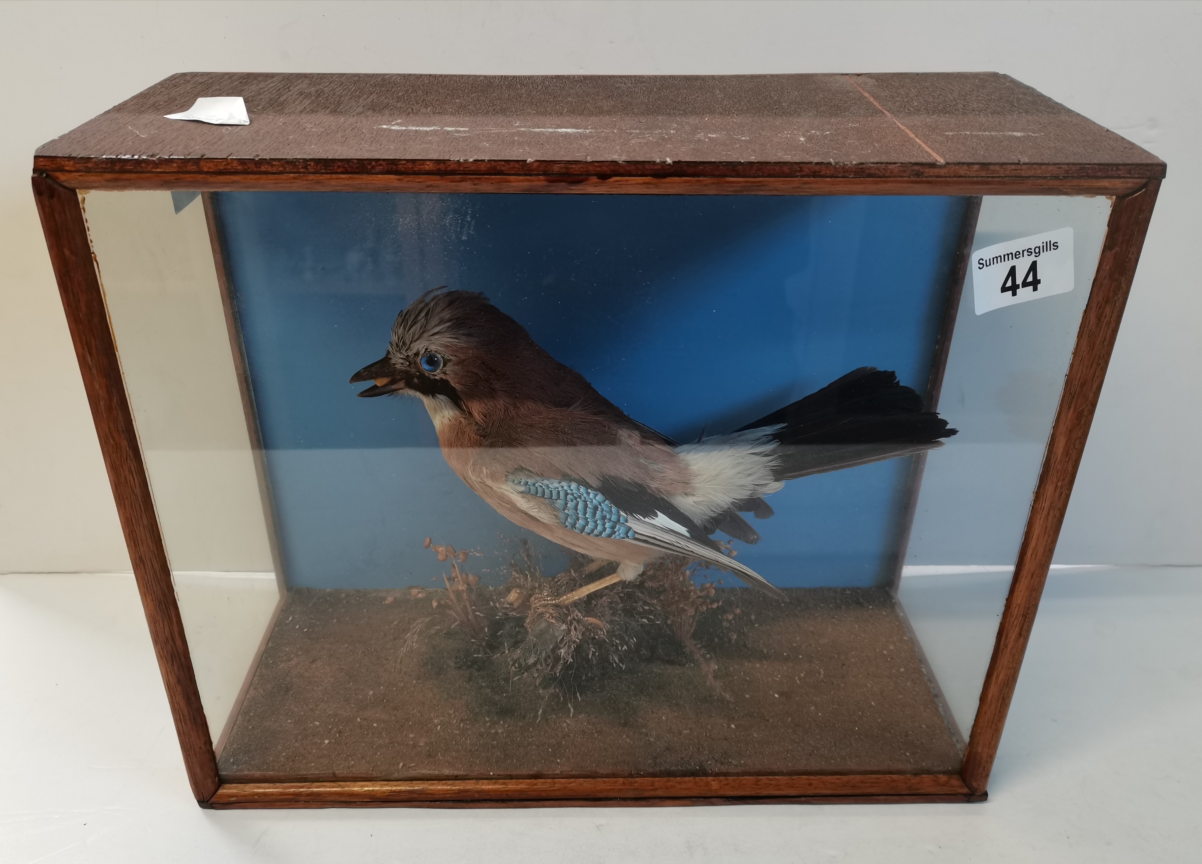 Taxidermy Jay in Case