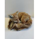 Taxidermy Fox