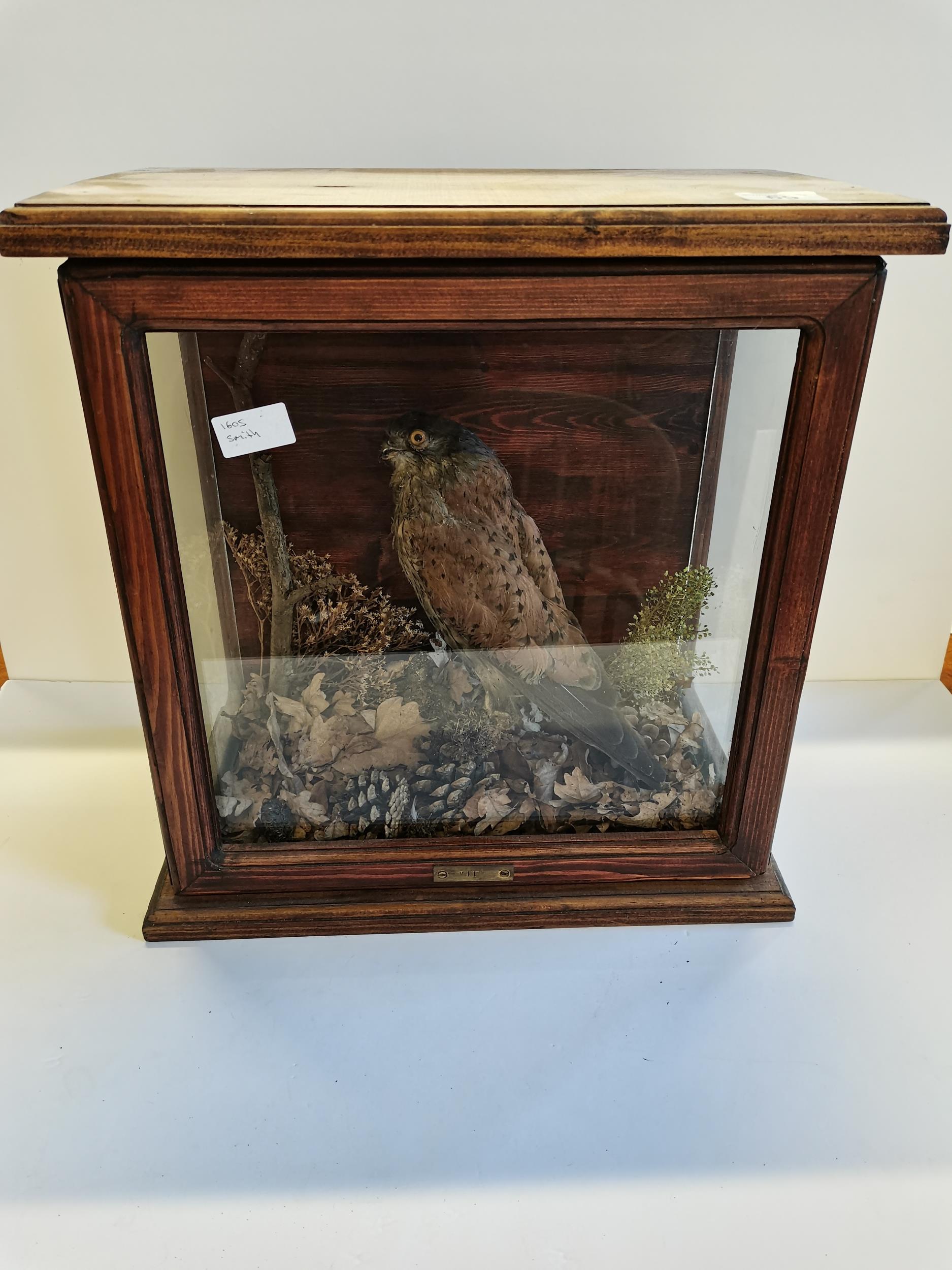 Taxidermy bird in glass case