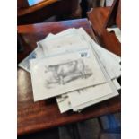 Set of six lithographs of Cattle and 33 sheep prints