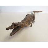 Baby taxidermy Alligator