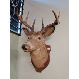 Taxidermy Stag Head Mounted by J.D Cameron