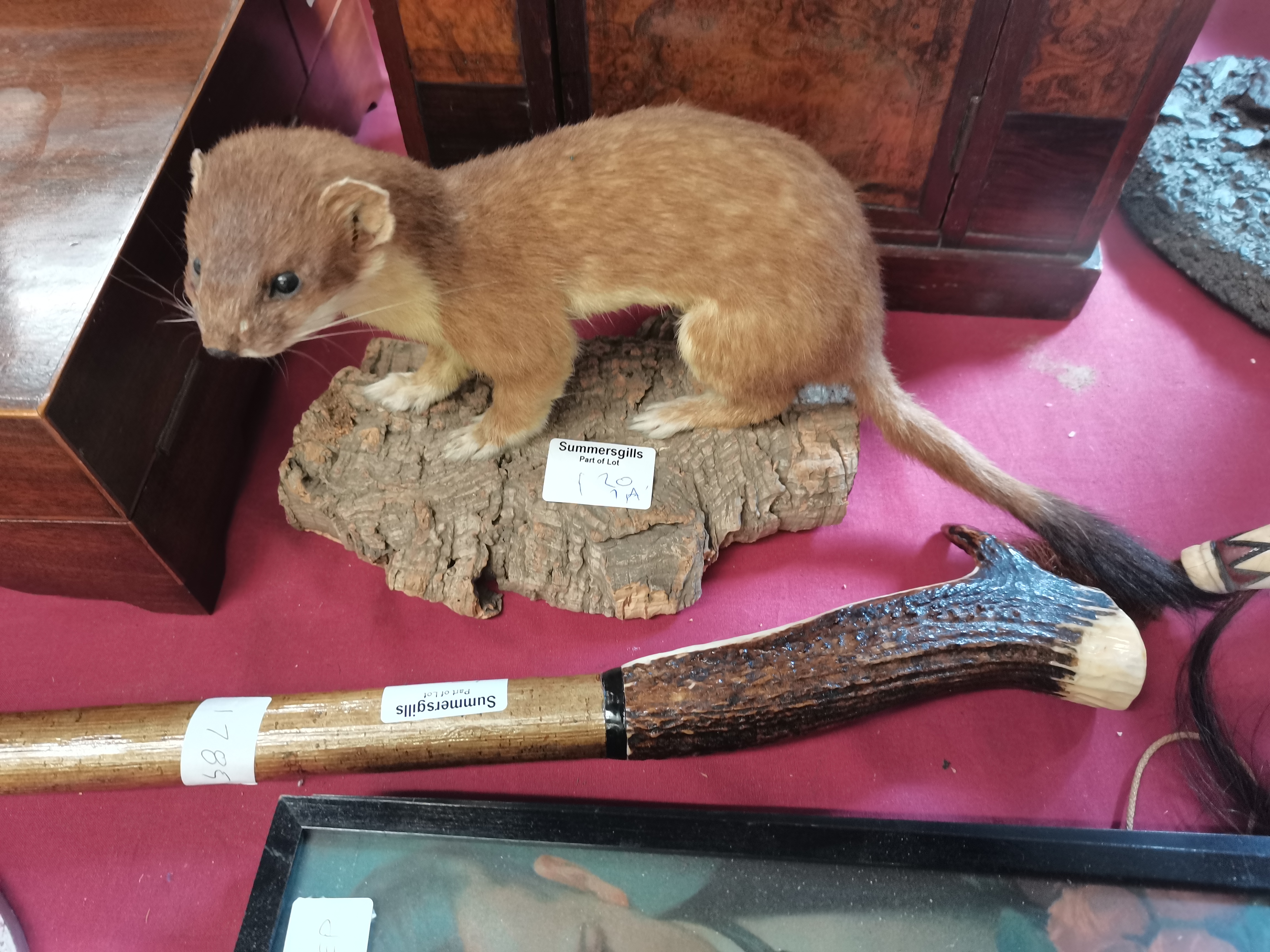 Walking stick (Antler & Compass) plus Taxidermy Stoat