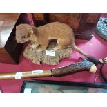 Walking stick (Antler & Compass) plus Taxidermy Stoat