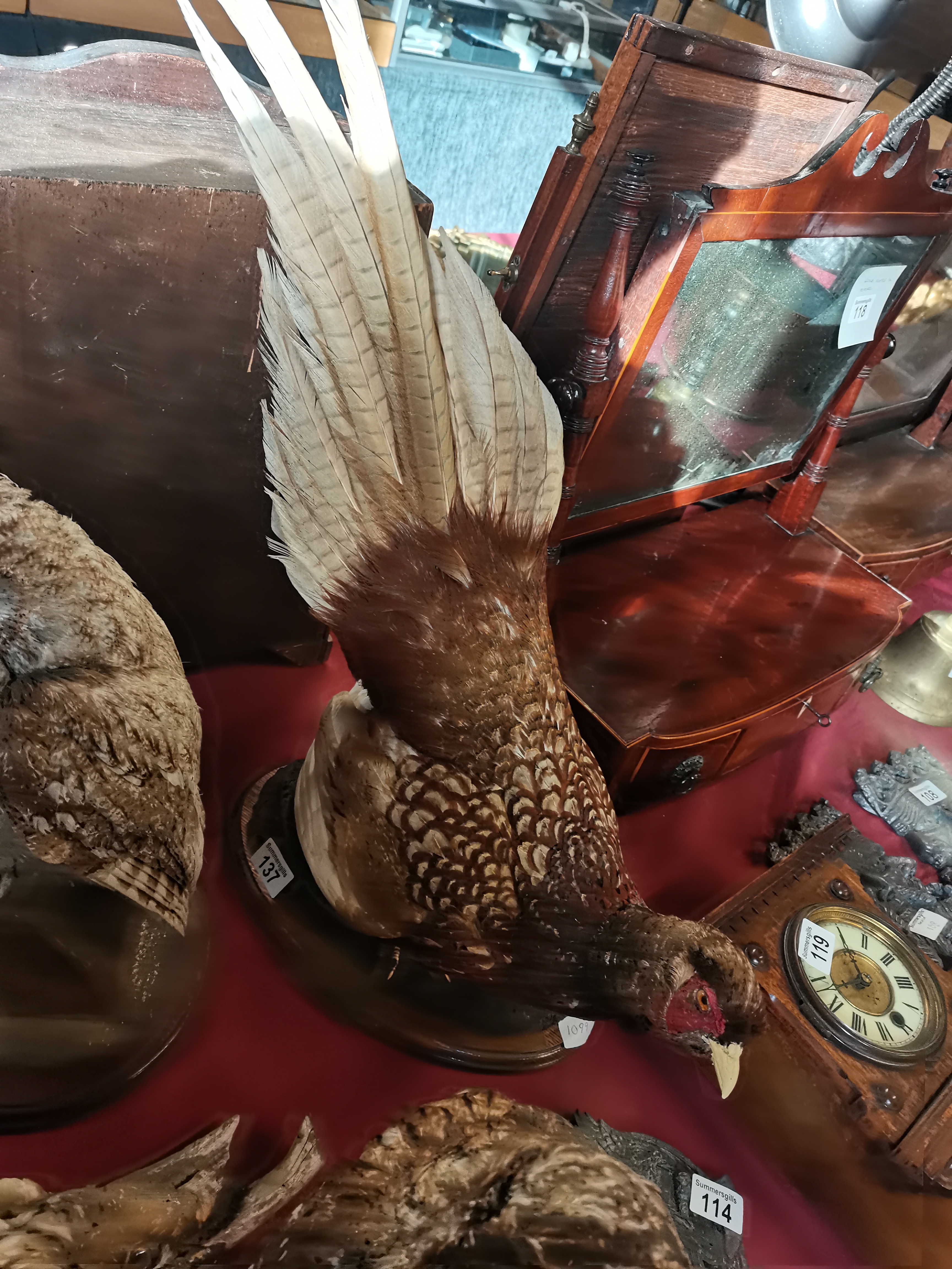 Taxidermy item - A Pheasant
