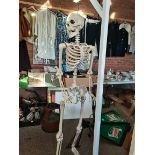 Model of Skeleton on stand