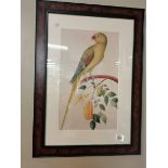 2 framed print pictures of Parrots