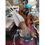 Taxidermy pheasant and tribal item