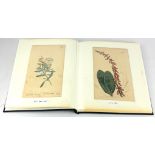 AN ALBUM OF THIRTY LATE 18TH/EARLY 19TH CENTURY BOTANICAL HAND COLOURED ENGRAVINGS AND PRINTS To