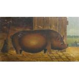 A 20TH CENTURY OIL ON CANVAS LAID TO BOARD, POT BELLIED PIG AND LARGER BROWN PIG IN A STABLE. (