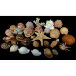 A COLLECTION OF SEASHELLS To include five conch shells, smaller shells and a starfish. (largest