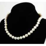 A FRESHWATER CULTURED PEARL NECKLACE WITH A 9CT YELLOW GOLD BALL CLASP.