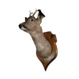 A TAXIDERMY ROE DEER HEAD Twin horns on a carved oak shield mount. (approx 22cm x 40cm) Condition: