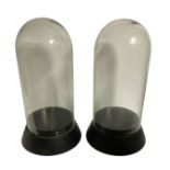 A PAIR OF LARGE GLASS DOMES On ebonised wooden bases. (26cm x 52cm) Condition: good throughout, no