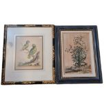 TWO EARLY 20TH CENTURY HAND COLOURED PRINTS Framed and glazed, depicting flora and fauna. (largest h
