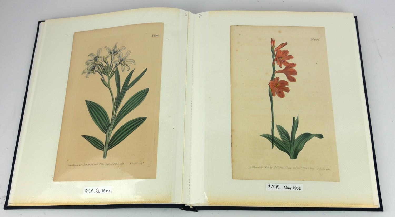 AN ALBUM OF THIRTY LATE 18TH/EARLY 19TH CENTURY BOTANICAL HAND COLOURED ENGRAVINGS AND PRINTS To - Image 4 of 5