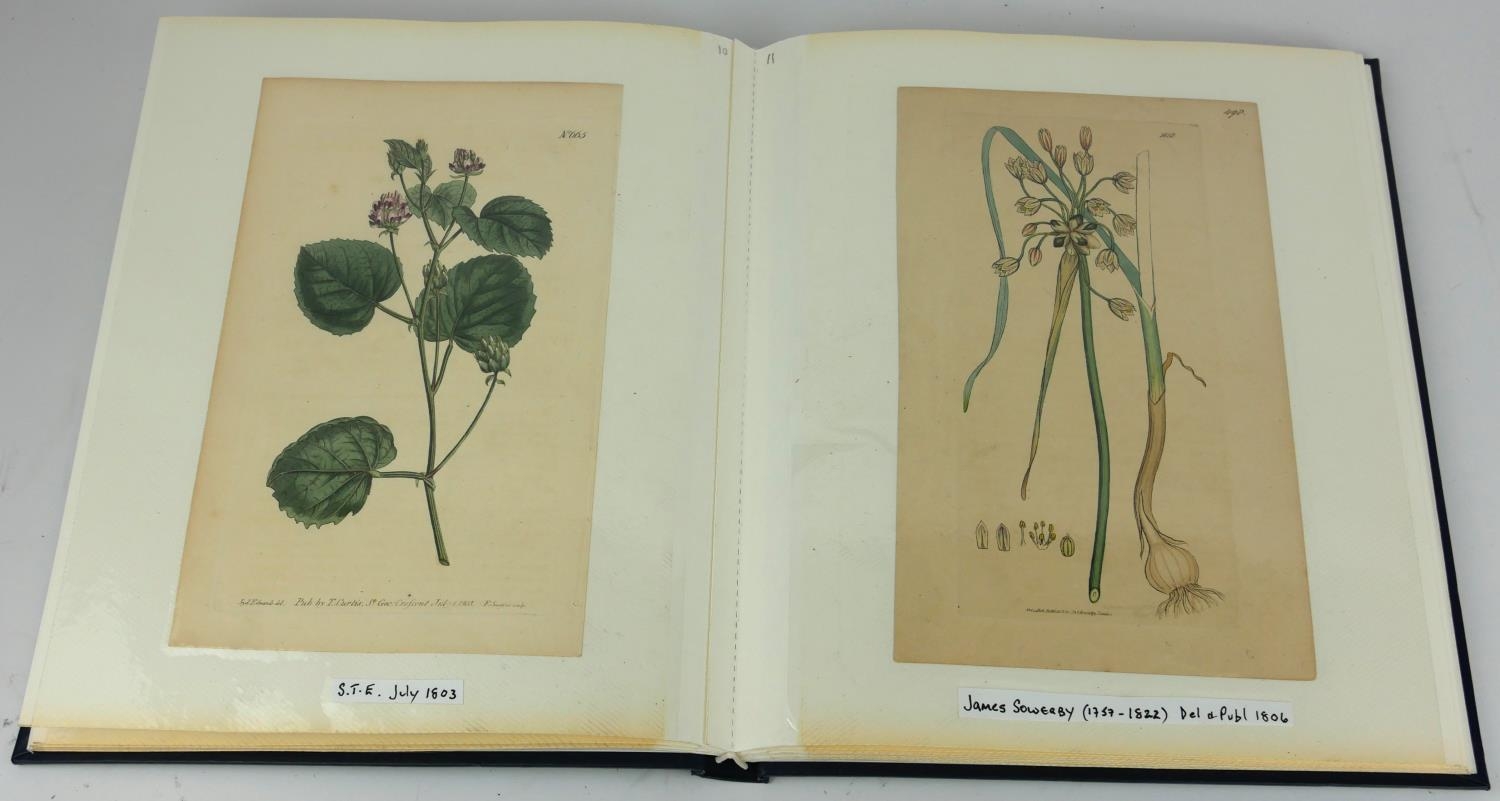 AN ALBUM OF THIRTY LATE 18TH/EARLY 19TH CENTURY BOTANICAL HAND COLOURED ENGRAVINGS AND PRINTS To - Image 5 of 5