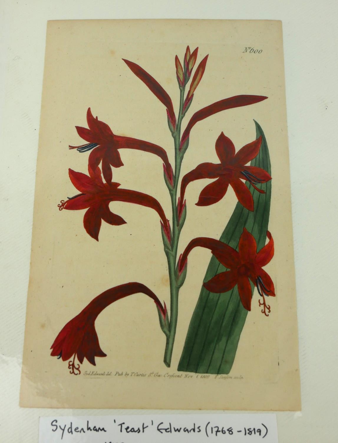 AN ALBUM OF THIRTY LATE 18TH/EARLY 19TH CENTURY BOTANICAL HAND COLOURED ENGRAVINGS AND PRINTS To - Image 2 of 5