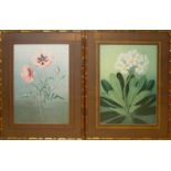 AFTER PAUL JONES, A PAIR OF EXOTIC FLORAL PRINTS Glazed and contained in ornamental bamboo manner