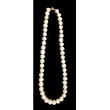 A STRING OF WHITE ROUND FRESHWATER CULTURED PEARLS with a 9ct yellow gold ball clasp. Length 22