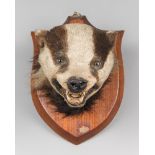 AN EARLY 20TH CENTURY TAXIDERMY BADGER MASK UPON OAK SHIELD. Pencil inscription to verso: February
