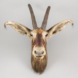 ROWLAND WARD, A LATE 19TH CENTURY TAXIDERMY ROAN ANTELOPE HEAD. Paper trade label to rear of