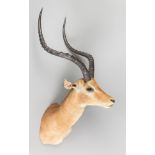 A LATE 20TH CENTURY TAXIDERMY IMPALA SHOULDER MOUNT. With head turning slightly to the left. (h