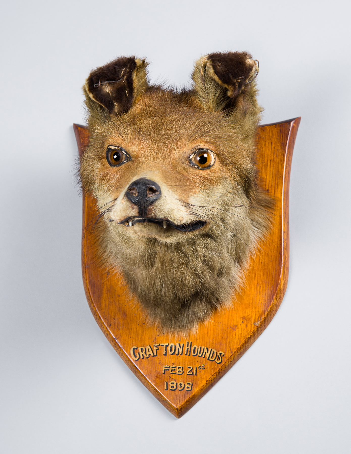 A LATE 19TH CENTURY TAXIDERMY FOX MASK C1898. (h 28cm x w 19cm x d 22cm)