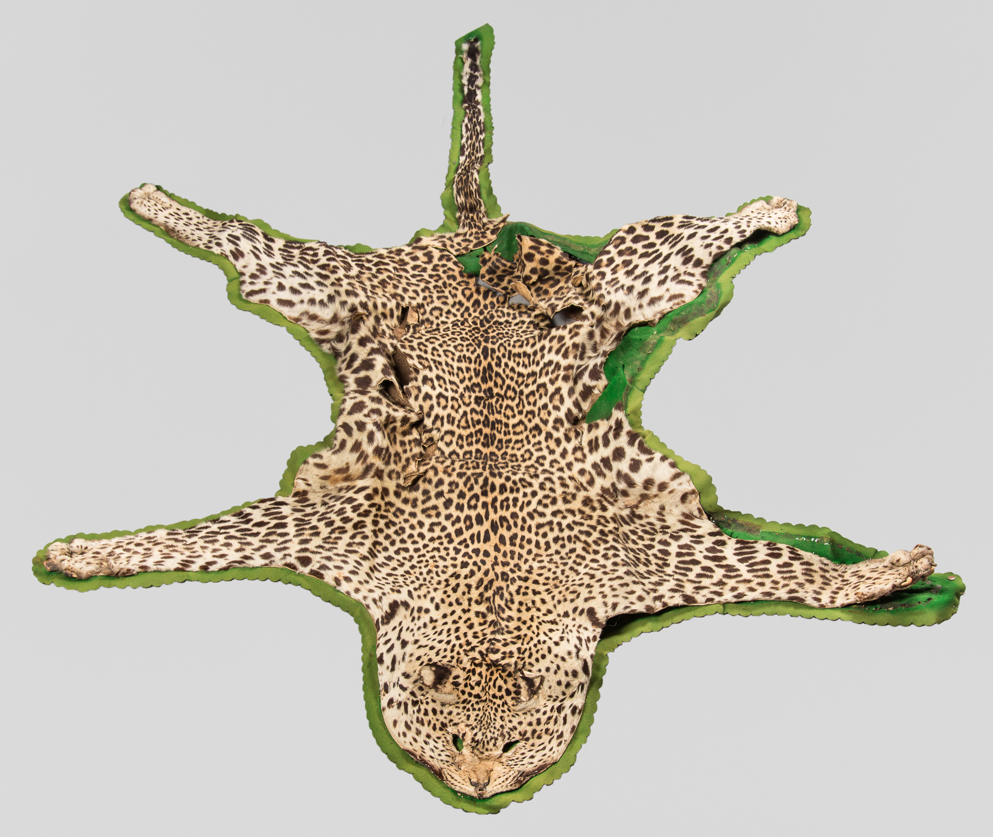 AN EARLY 20TH CENTURY TAXIDERMY LEOPARD SKIN RUG. (l 220cm x w 170cm)