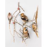 A GROUP OF LATE 19TH/20TH CENTURY TAXIDERMY BIRDS, COMPRISING OF A REDPOLL, TWO HAWFINCH AND A