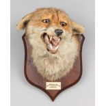 PETER SPICER & SONS, AN EARLY 20TH CENTURY TAXIDERMY FOX MASK UPON OAK SHIELD. Inscription to