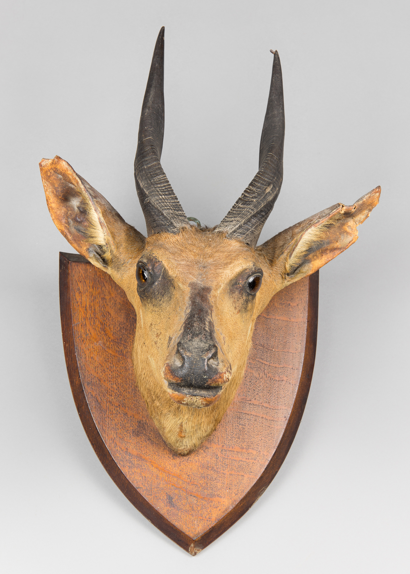 A LATE 19TH/EARLY 20TH CENTURY TAXIDERMY BUSHBUCK HEAD UPON SHIELD. (h 50cm x w 33cm x d 31cm)