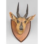 A LATE 19TH/EARLY 20TH CENTURY TAXIDERMY BUSHBUCK HEAD UPON SHIELD. (h 50cm x w 33cm x d 31cm)