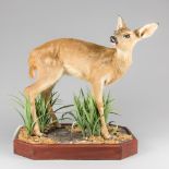 A LATE 20TH CENTURY TAXIDERMY FALLOW DEER FAWN UPON A NATURALISTIC BASE. (h 60cm x w 53cm x d 40cm)