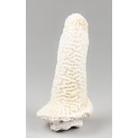 A RARE AND UNUSUAL PHALLIC BRAIN CORAL. (l 15.5cm)