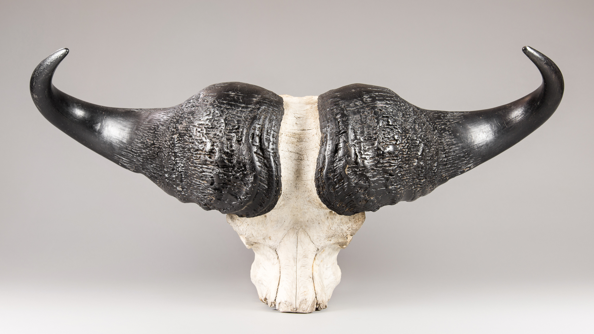 A LARGE AND IMPRESSIVE LATE 20TH CENTURY CAPE BUFFALO SKULL. Reputed to be a record size. Very large