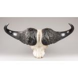 A LARGE AND IMPRESSIVE LATE 20TH CENTURY CAPE BUFFALO SKULL. Reputed to be a record size. Very large