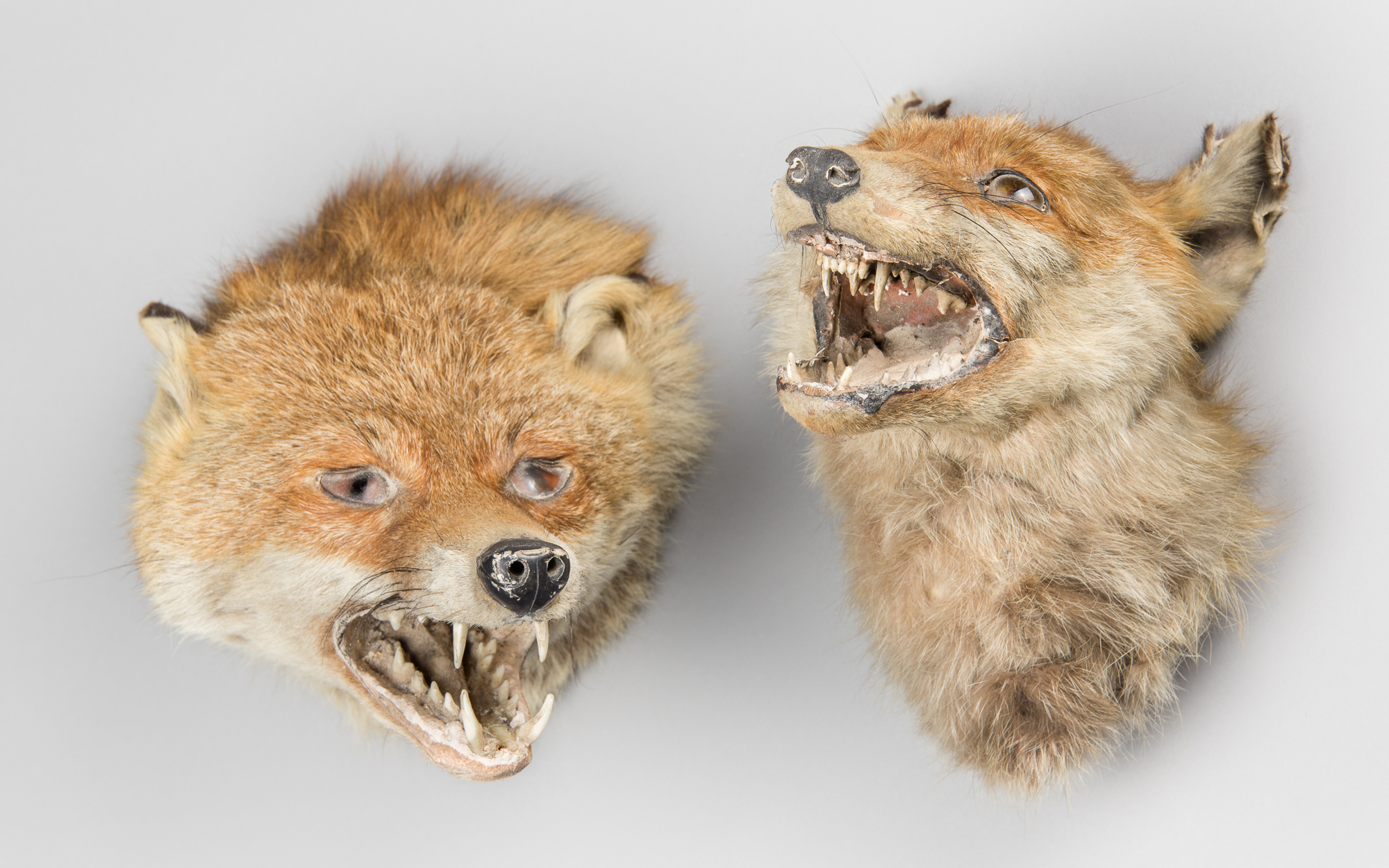 AN EARLY 20TH CENTURY TAXIDERMY FOX MASK BY PETER SPICER & SONS, ALONG WITH ANOTHER FOX MASK. The