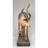 A 20TH CENTURY HALF MOUNT TAXIDERMY SITATUNGA WITH RECORD HORNS UPON A NATURALISTIC BASE. Attributed