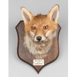 PETER SPICER & SONS, A 20TH CENTURY TAXIDERMY FOX MASK UPON OAK SHIELD. Inscription to plaque: