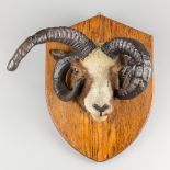J. W QUATREMAIN, A TAXIDERMY JACOBS RAM HEAD, CIRCA 1900. A curious example of a Jacobs ram head,