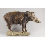 A LATE 20TH CENTURY TAXIDERMY BUSHPIG UPON A NATURALISTIC BASE. (h 75cm x w 118cm x d 32cm)