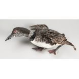 AN EARLY 20TH CENTURY TAXIDERMY GREAT NORTHERN DIVER IN FLIGHT. Female adult, Pembury Reservoir,
