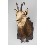 A LATE 20TH CENTURY TAXIDERMY CHAMOIS HEAD UPON A CARVED WOODEN SHIELD. (h 56cm x w 35cm x d 29cm)