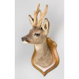 A LATE 20TH CENTURY TAXIDERMY ROE DEER HEAD WITH VELVET ANTLERS UPON OAK SHIELD. (h 59cm x w 22cm