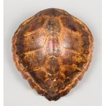 A 19TH CENTURY SAILOR’S HAND PAINTED SEA TURTLE SHELL. Remnants of paper label to verso. (h 47cm x w