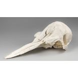 A 20TH CENTURY DOLPHIN SKULL. Missing lower mandible. Collected by Marine biologist Dr Anthony