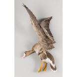 A MID-20TH CENTURY TAXIDERMY GREATER WHITE-FRONTED GOOSE IN FLIGHT. Provenance: The James Harrison