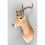 A LATE 20TH CENTURY TAXIDERMY IMPALA SHOULDER MOUNT. With head turning slightly to the right. (h